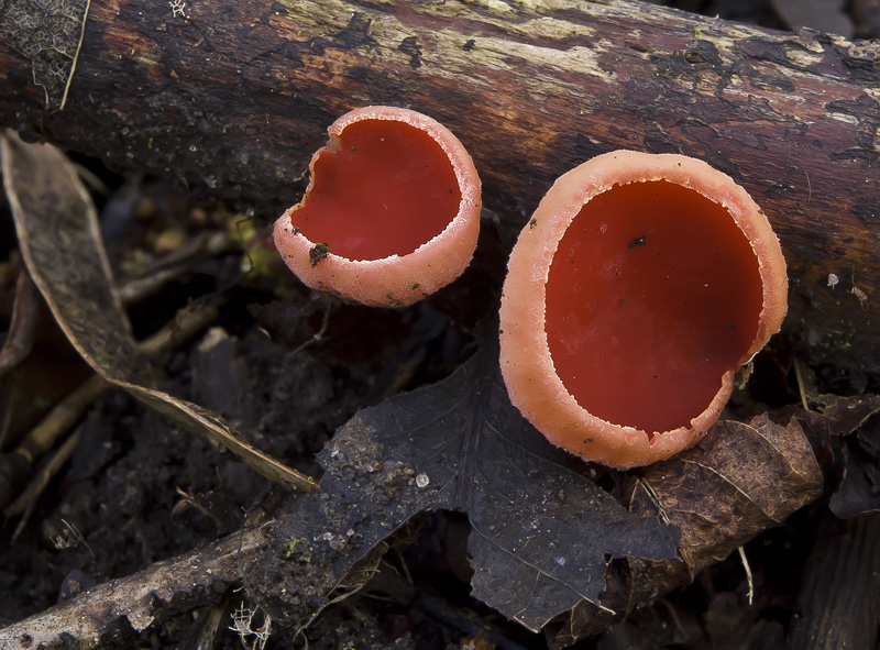 Sarcoscypha austriaca